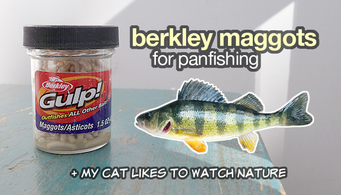 video: will fish eat the smallest bait ever – fake maggots?